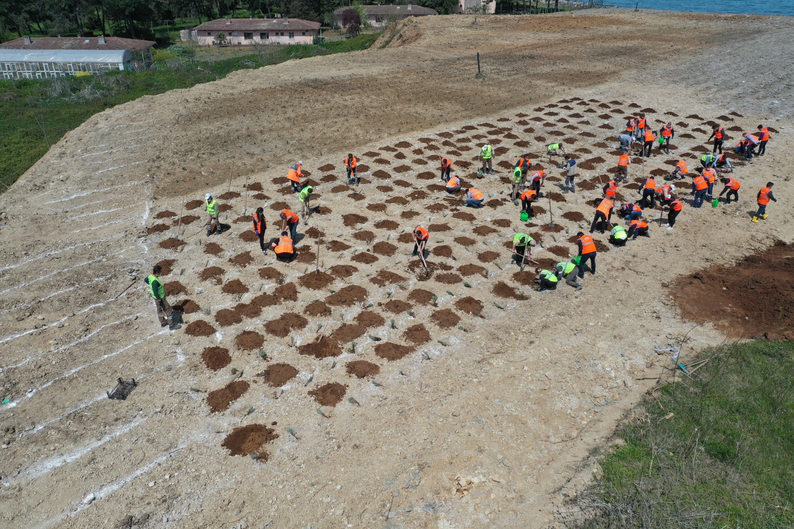 ORDU’NUN ÇÖPLÜĞÜ ALTINORDU’NUN LAVANTA BAHÇESİ OLDU