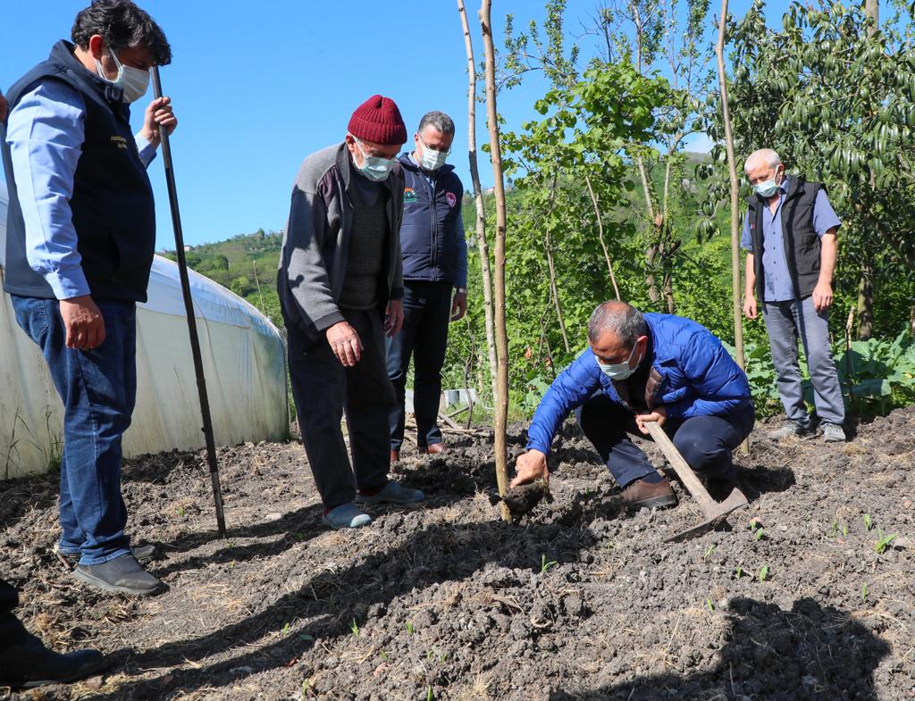 VALİ SONEL 'TAM KAPANMA SÜRECİ FINDIK BAHÇELERİMİZİN BAKIMI İÇİN BİR FIRSAT'