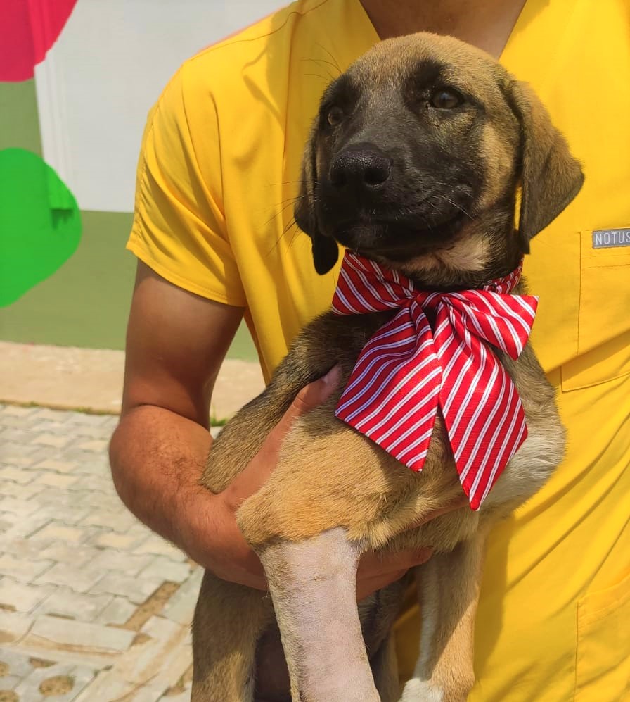 YAVRU PATİYE BAŞARILI OPERASYON