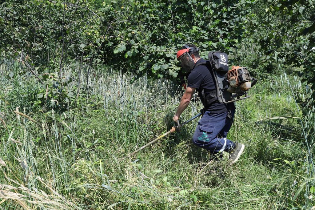 BAŞKAN GÜLER’DEN BİR İLK DAHA: FINDIK BAHÇELERİNİN ALTI YEM KAYNAĞI HALİNE GELİYOR