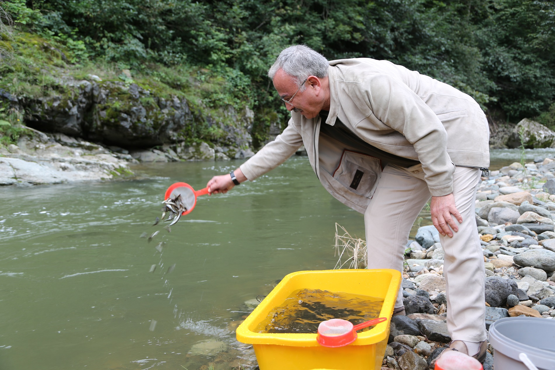 50 BİN ADET KIRMIZI BENEKLİ ALABALIK YAVRUSU IRMAKLA BULUŞTU