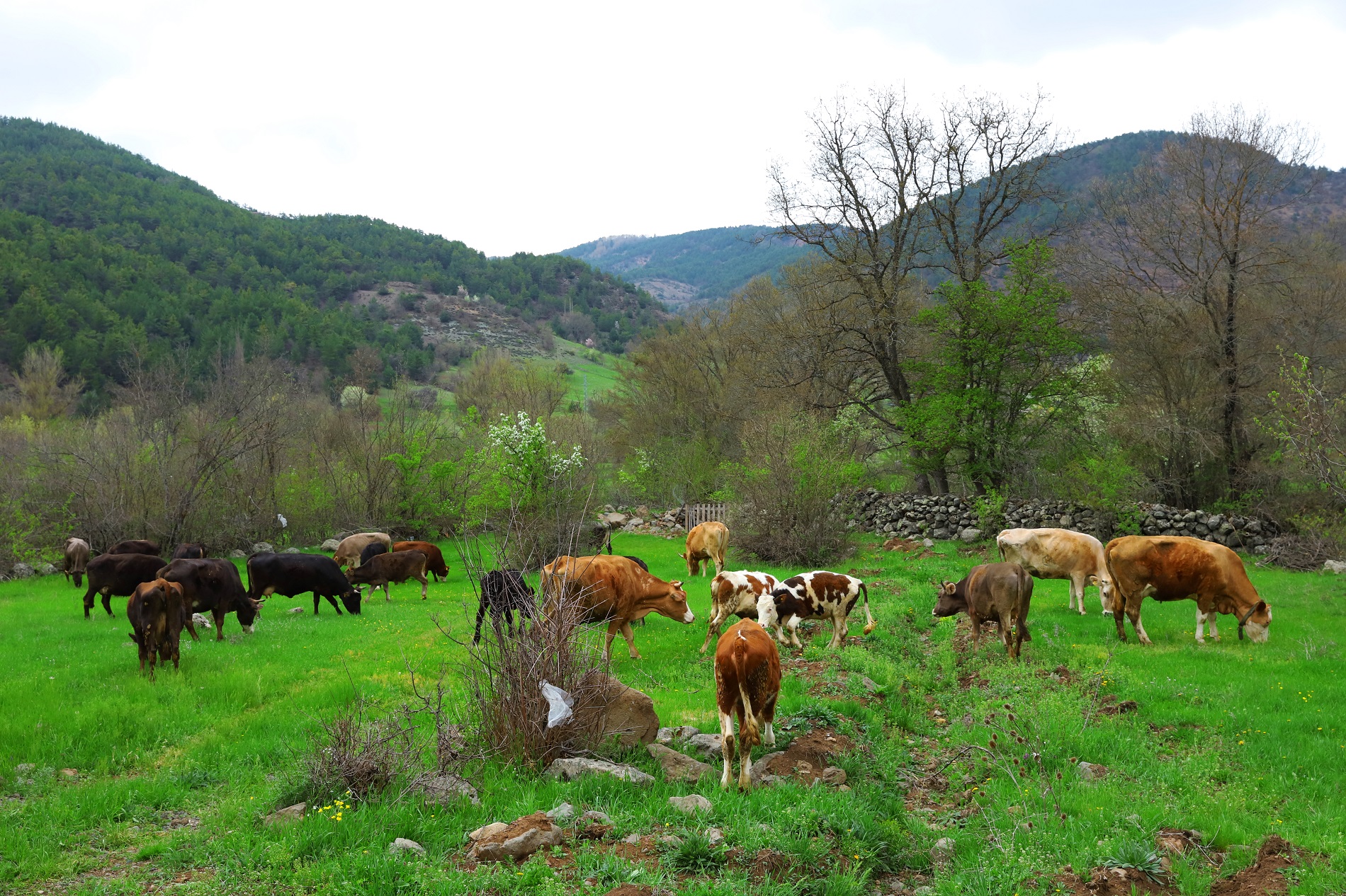 “HAYVAN OTELİ” YENİ SEZONA HAZIRLANIYOR