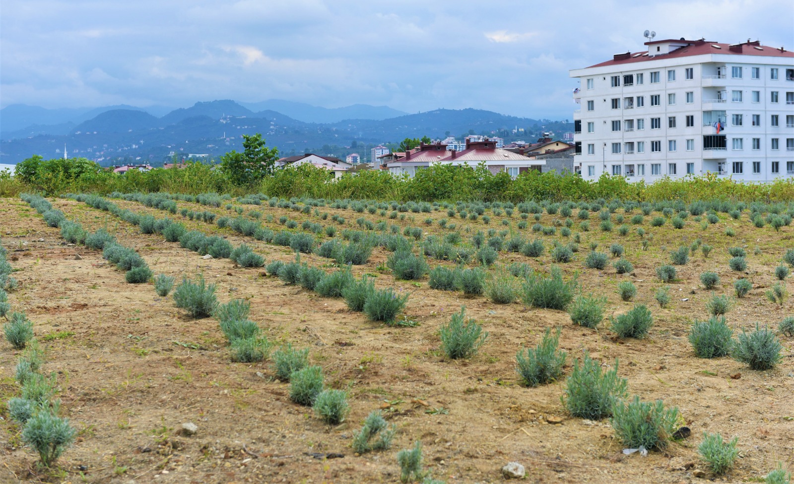 BU ÇÖPLÜKTEN ARTIK LAVANTA KOKULAR YÜKSELİYOR!