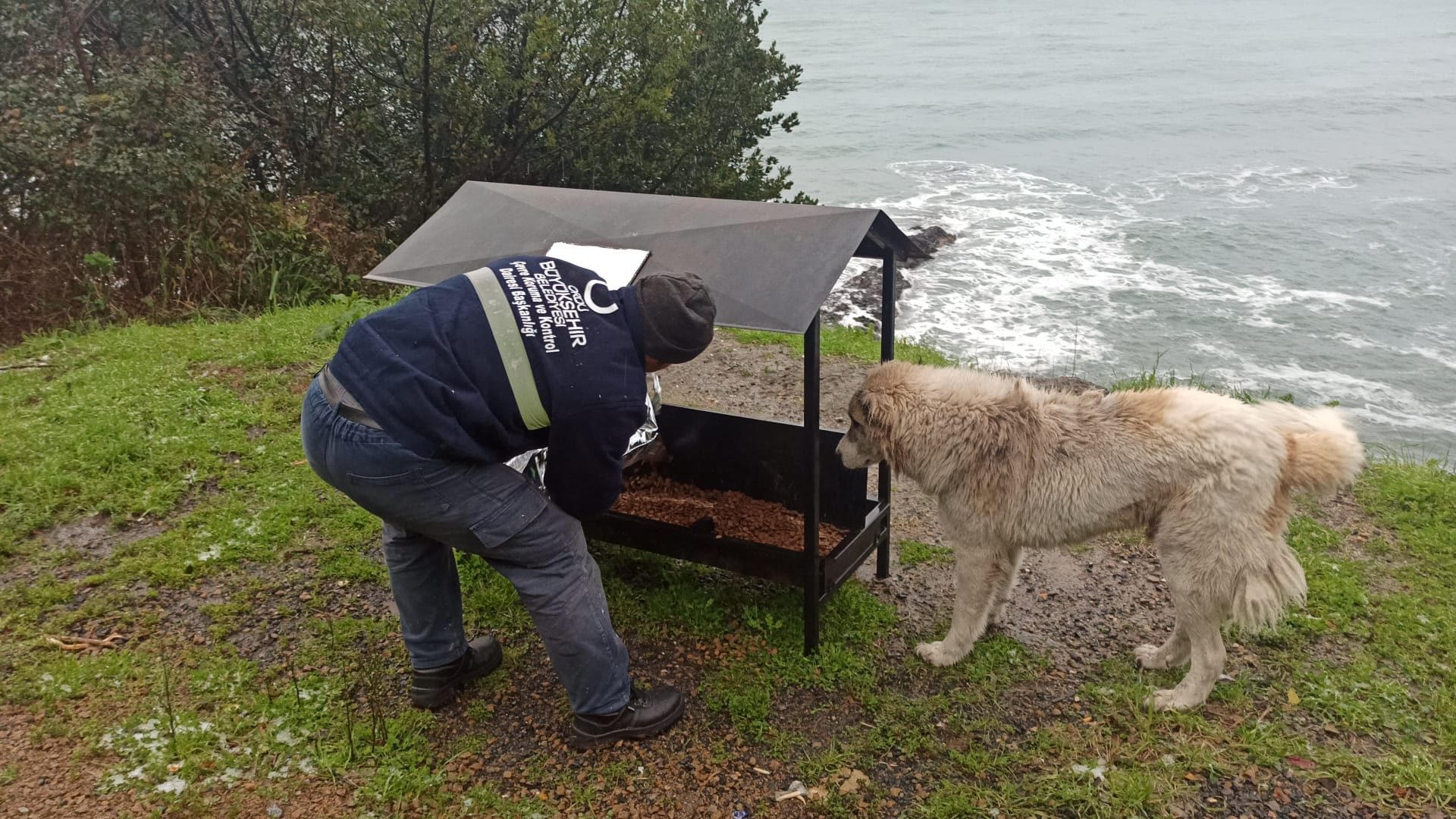 BÜYÜKŞEHİRDEN SOKAK HAYVANLARINA MAMA DESTEĞİ