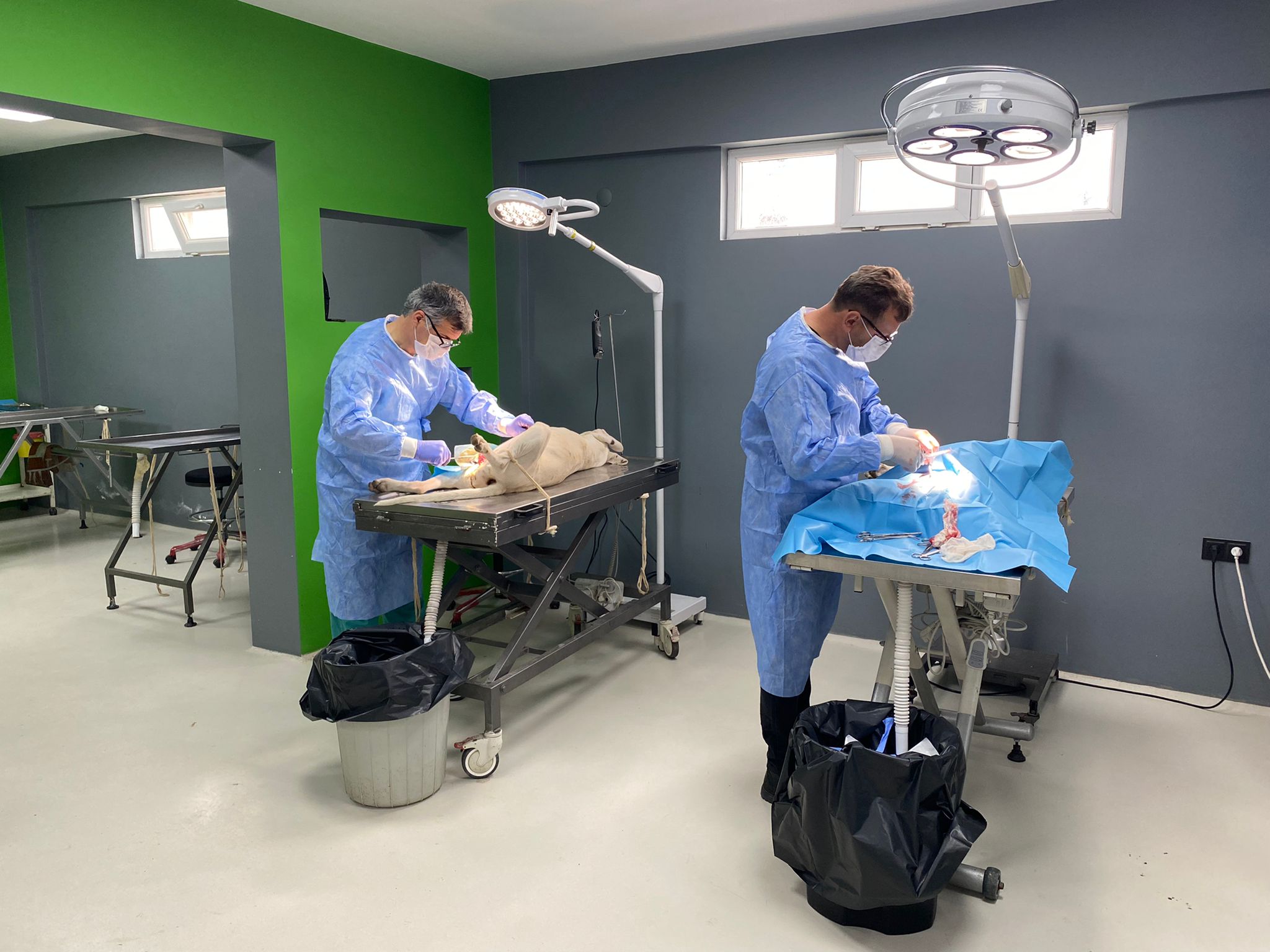 KISIRLAŞTIRMALARI ÜCRETSİZ YAPILACAK