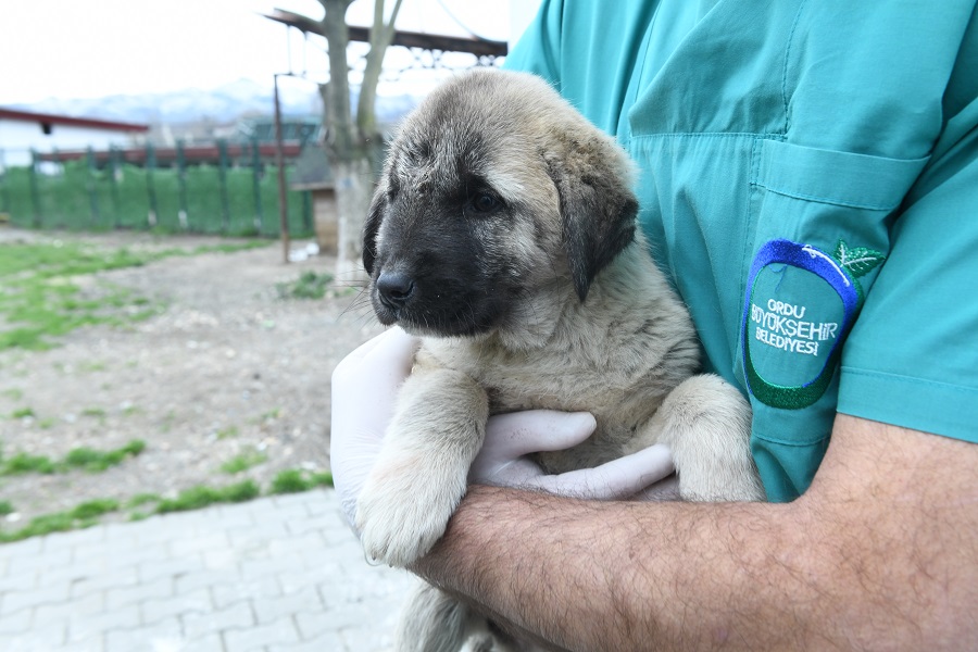 ÜNYE’DE KISIRLAŞTIRMA MERKEZİ KURULDU