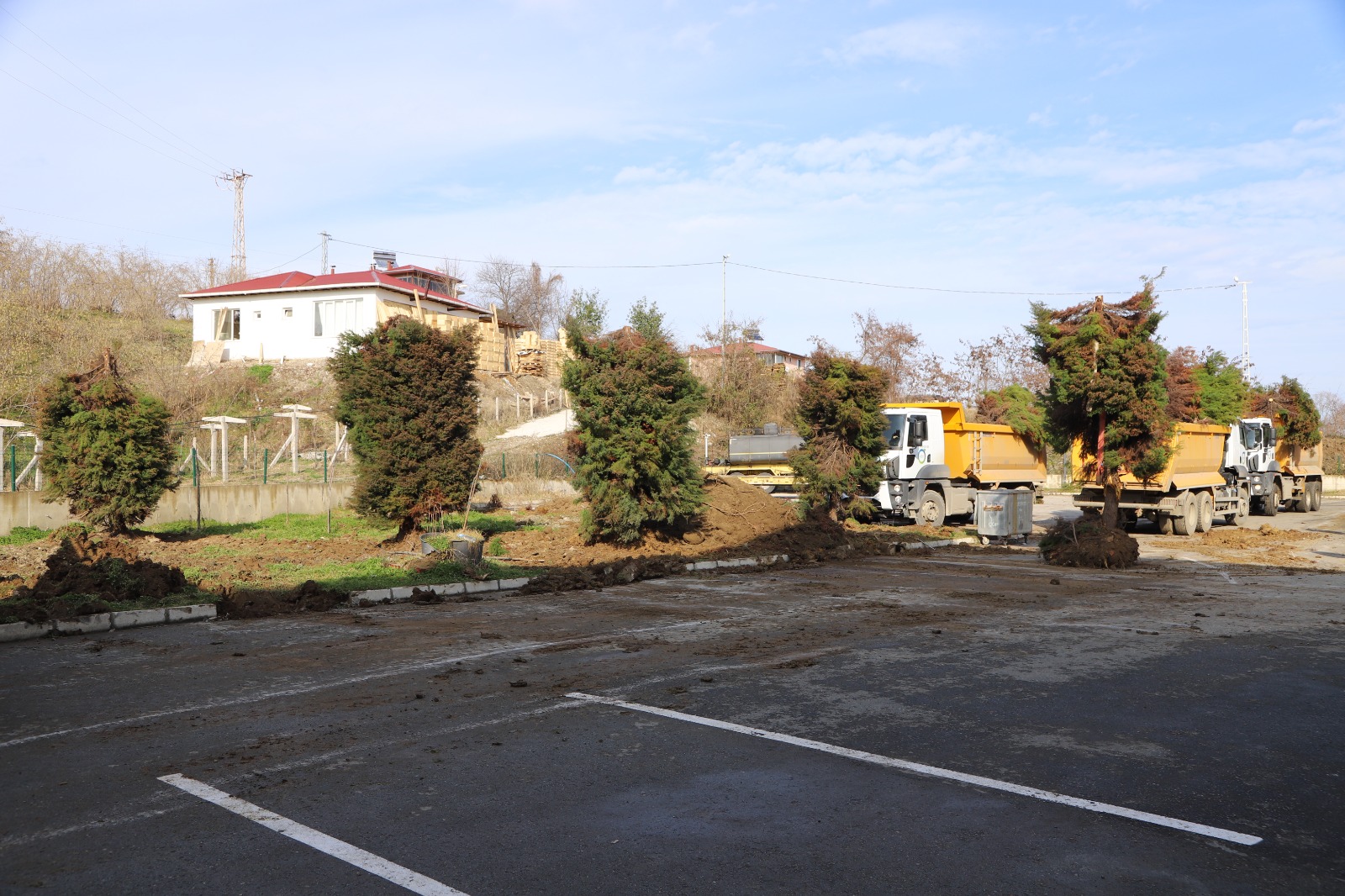 BÜYÜKŞEHİR’İN AĞAÇ HASSASİYETİ