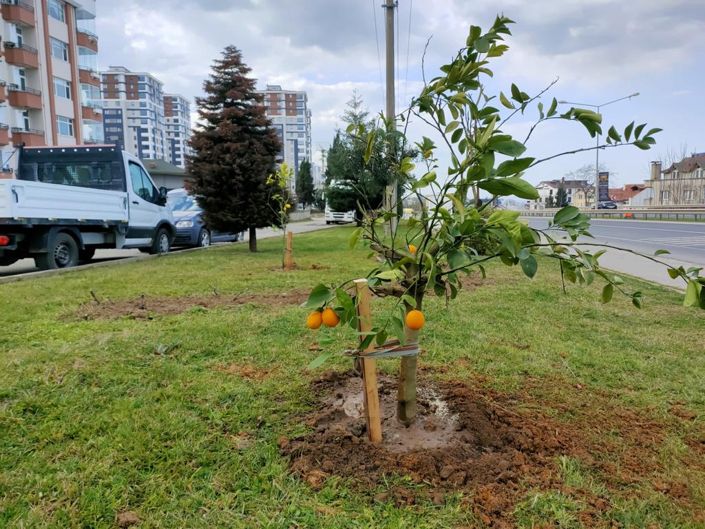 ORDU’NUN PARK VE YEŞİL ALANLARI NARENCİYE BAHÇESİNE DÖNÜŞÜYOR