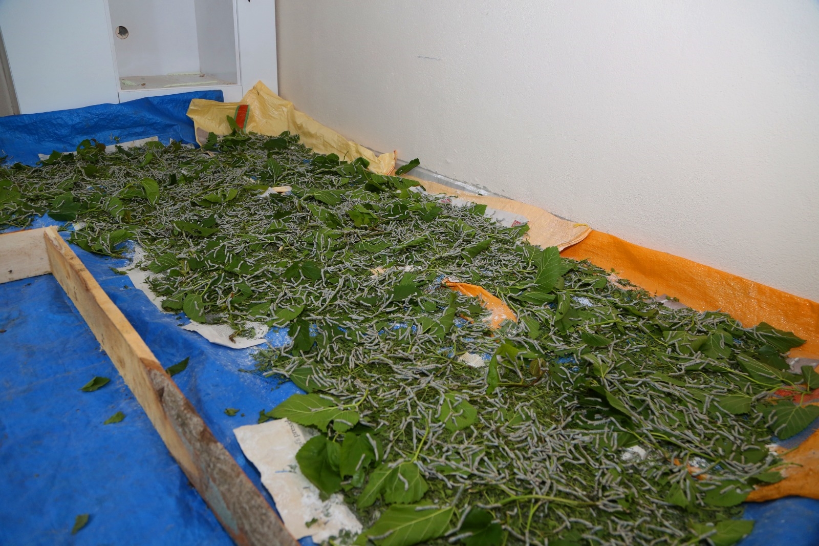 İPEK BÖCEKÇİLİĞİ YAYGINLAŞIYOR