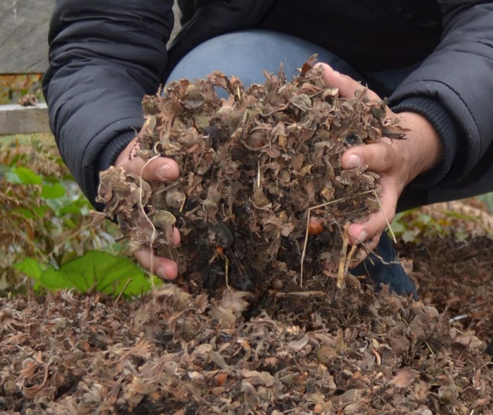 FINDIK KAPSÜLÜ SAMANDAN DAHA VERİMLİ ÇIKTI