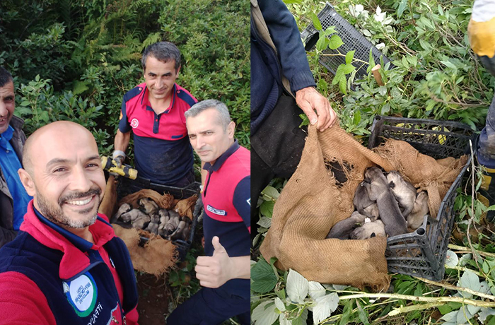 Ordu İtfaiyesi 7 Köpek Yavrusu İçin Seferber Oldu