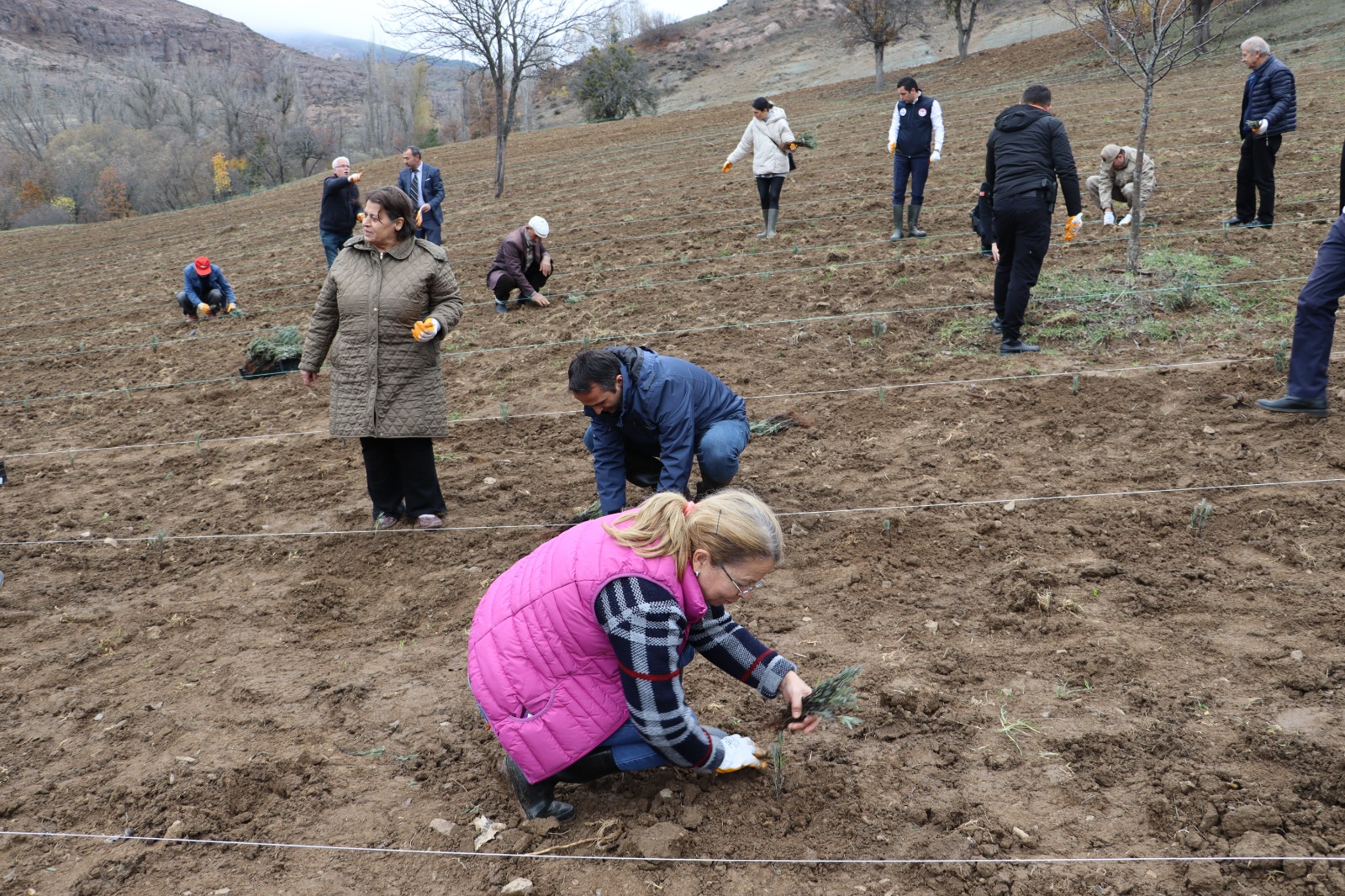 Ordu Lavanta Kokacak