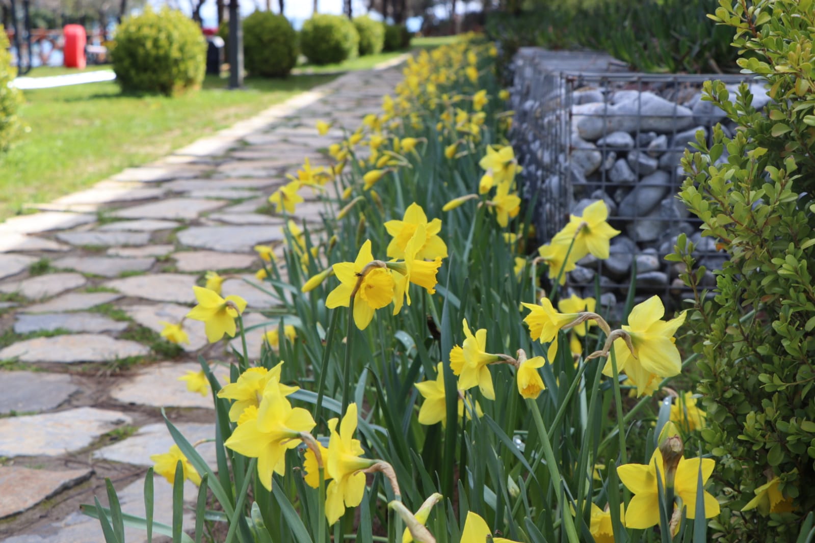 Ordu, Rengarenk Çiçeklerle Süsleniyor